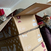 photo de livraison pour Association C.A.T.S. Chat Animal Terrien Solidarité