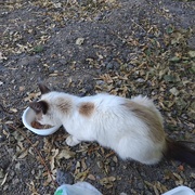 photo de livraison pour Chez Minou