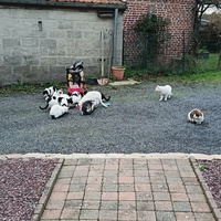 photo de livraison pour Sweety Pets