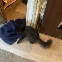 photo de livraison pour Les chats de chez nous