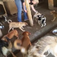photo de livraison pour Prieten Credincios
