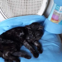 photo de livraison pour Vallée des Chats