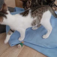 photo de livraison pour Bien vivre avec les Chats Sallélois