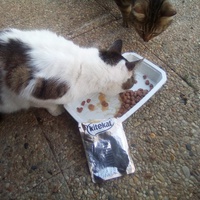 photo de livraison pour Chats errants du val du crenu