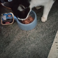 photo de livraison pour Chats Grains d'Amour