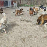 photo de livraison pour Svetlana Bjelogrlic