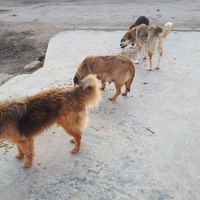 photo de livraison pour Asociatia Simba's Friends