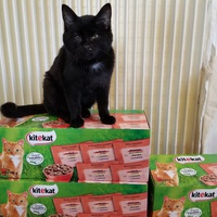 photo de livraison pour Chatons de l'Espoir
