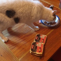 photo de livraison pour Ecole du Chat d’Arbois