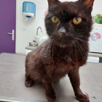 photo de livraison pour Les Chats de Cooper