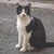 photo animal