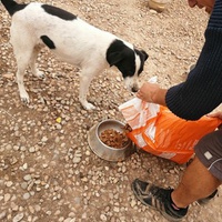 photo de livraison pour Animal Shields Oradea