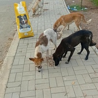 photo de livraison pour Comme Chiens et Chats Maroc