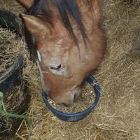 photo de livraison pour Ecurie Refuge APFFEL