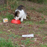 photo de livraison pour Les Chats de Dalila and co