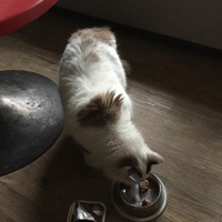 photo de livraison pour Les Chats Libres Condom 32