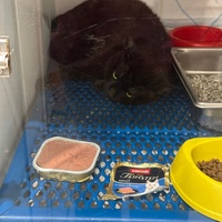 photo de livraison pour L'école du Chat d'Ollioules