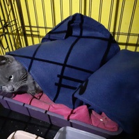 photo de livraison pour Chats Libres de Béziers