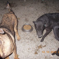 photo de livraison pour Pro Animals Finland ry