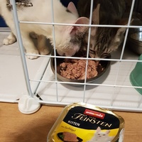 photo de livraison pour Les Chats de Dugny