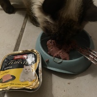 photo de livraison pour Chats-sos