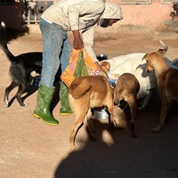 photo de livraison pour Le Coeur sur la Patte