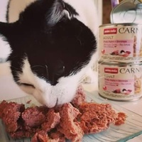 photo de livraison pour Chat Suffit a.sb.l.