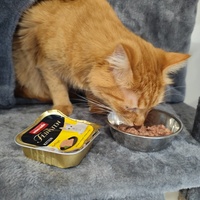 photo de livraison pour Le Gang des Matous