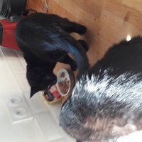 photo de livraison pour Les Chats libres de Fleurance