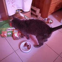 photo de livraison pour Les chats Port-Saint-Louisiens