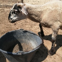 photo de livraison pour La Ferme des Zanimobiles