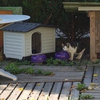 photo de livraison pour Les Chats'nonymes