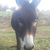 photo animal