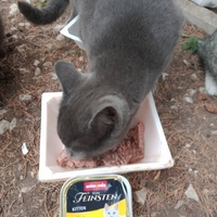 photo de livraison pour Les Chats-Pitresdelavi-Ste