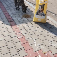 photo de livraison pour 4 Pattes Mogador