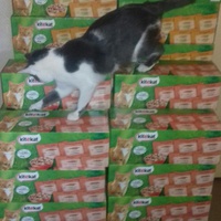 photo de livraison pour Chats Maux