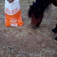 photo de livraison pour Equi-Libre : Droit à la Retraite Equine