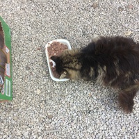 photo de livraison pour Ecole du Chat des Alpilles