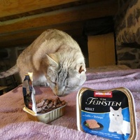 photo de livraison pour Jardin des Chats