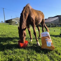 photo de livraison pour Les Crinières de Salherm