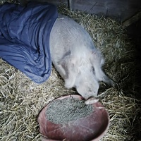 photo de livraison pour Chats Libres de Béziers