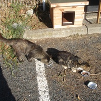 photo de livraison pour Bien vivre avec les Chats Sallélois
