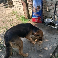 photo de livraison pour Azil za pse"Poslednja oaza"