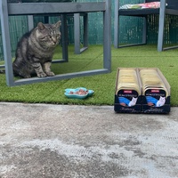 photo de livraison pour Bien vivre avec les Chats Sallélois