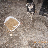 photo de livraison pour Pro Animals Finland ry