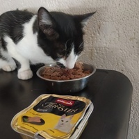 photo de livraison pour Cat Miaou