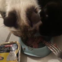 photo de livraison pour Chats-sos