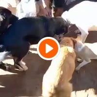 photo de livraison pour Comme Chiens et Chats Maroc