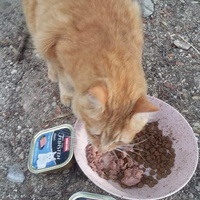 photo de livraison pour Les Chats-Pitresdelavi-Ste