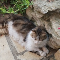 photo de livraison pour Chats Grains d'Amour